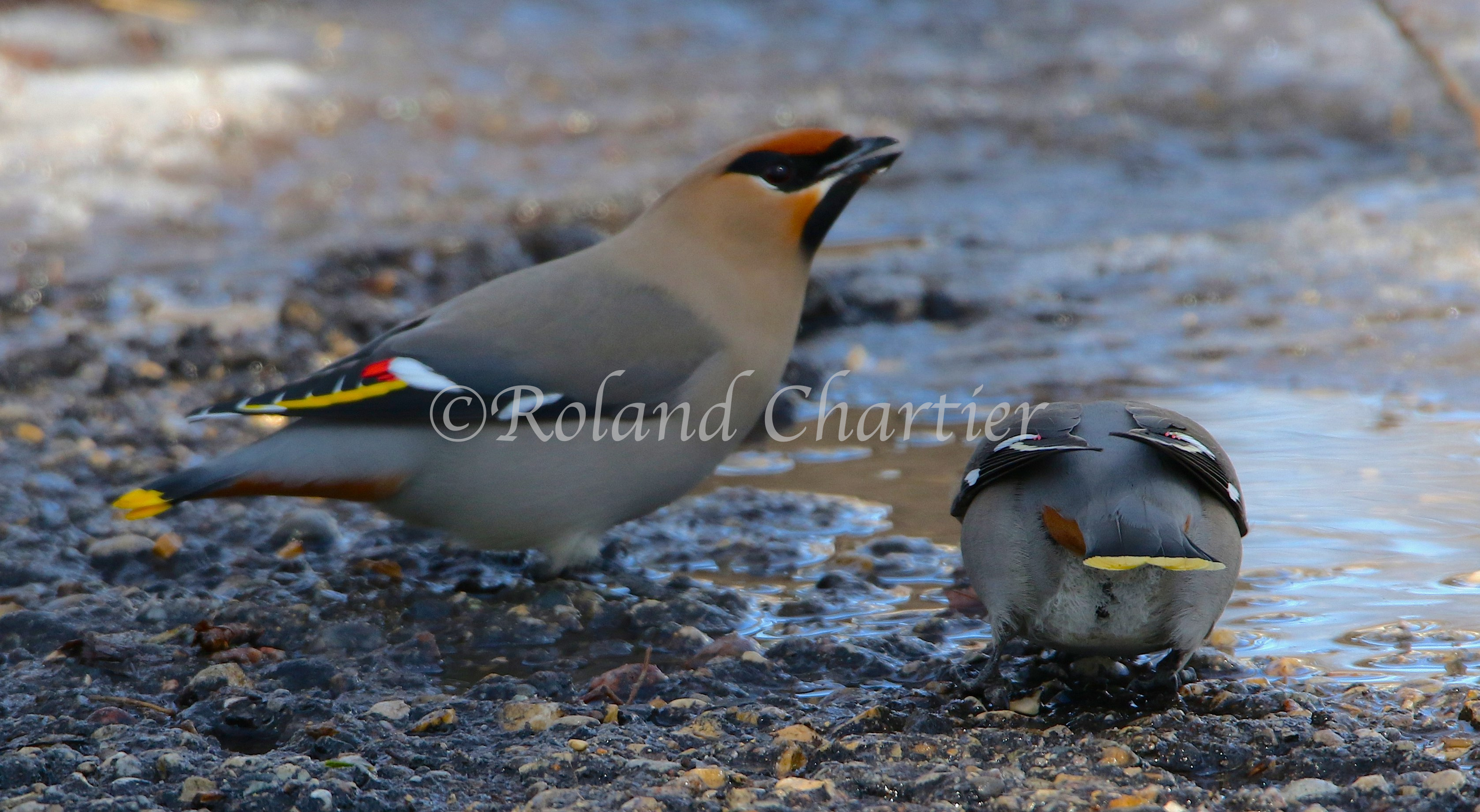 A pair of Waxwing birds standing on rocks by water